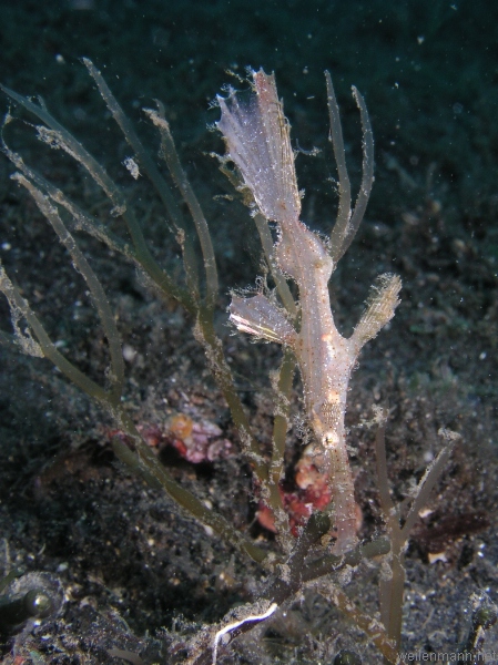 Robust Ghostpipefish